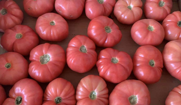 Kaufland брани българския розов домат Веригата хипермаркети продължава своята мисия да