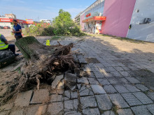 Лятната буря снощи изкорени дървета и счупи клони, отнесе части от покриви, нанесе щети на селскостопанска продукция във Видинско