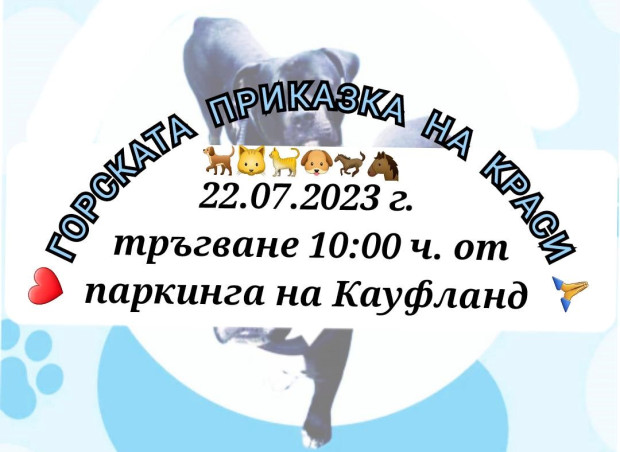 Пореден жест: Доброволци подкрепят болна жена, която гледа бездомни животни