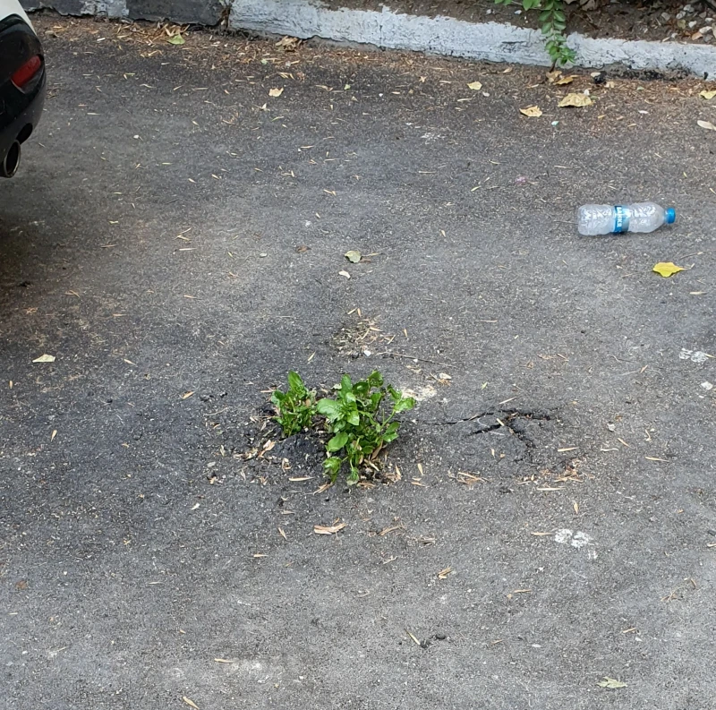 Трева поникна през асфалта на обновен паркинг в центъра на Пловдив