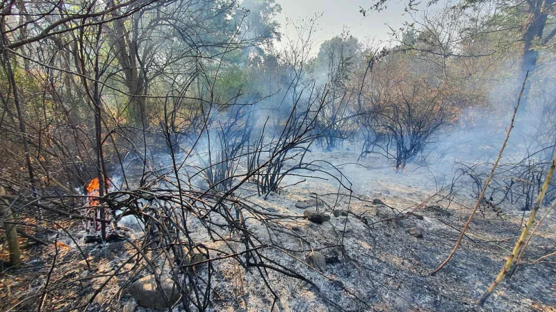 Вижте пораженията от пожара на Гребната база, десетки дървета са изпепелени