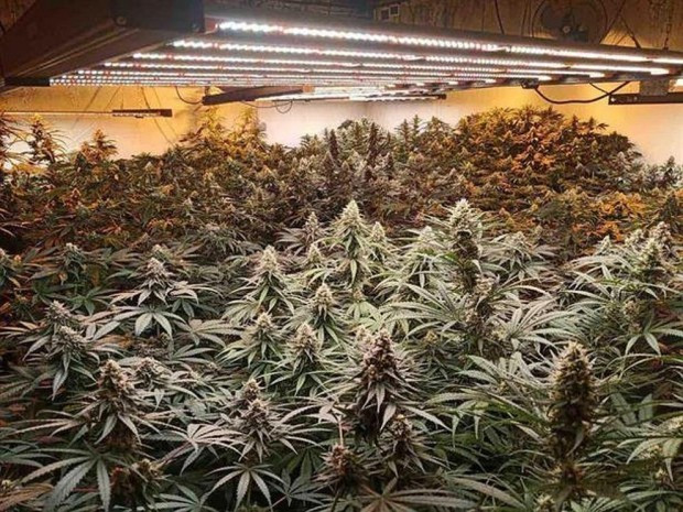 TD Откриха близо 8 тона марихуана в борова гора в Благоевградско