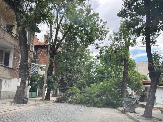 TD Голям клон на дърво на ул Стефан Стамболов е паднал