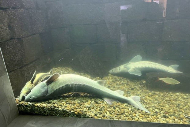 TD Есетрите в аквариума на Екомузея в Русе умряха съобщиха от