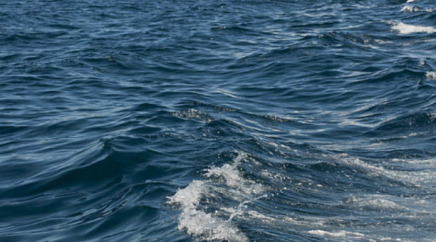 На една от най опасните риби в Черно море са се