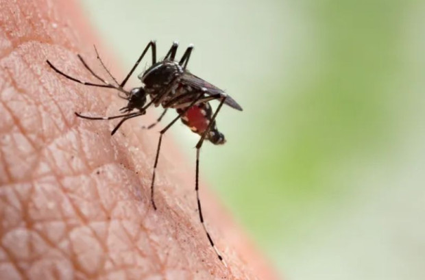 Интересен пилотен проект за етично намаляване на комарите вече осъществяват