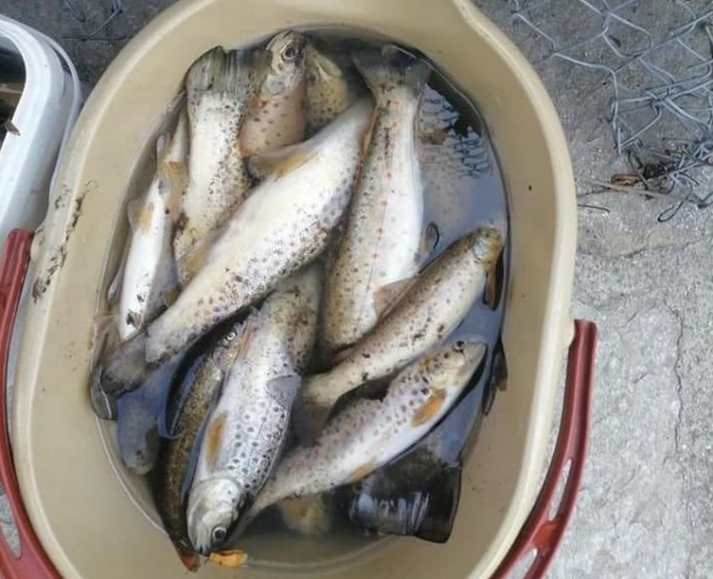 Голямо е количеството на умрялата риба в река Девинска, започват зарибяване с пъстърва