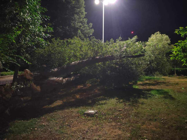 TD Пловдивчанин за малко да пострада след като огромни дърво се
