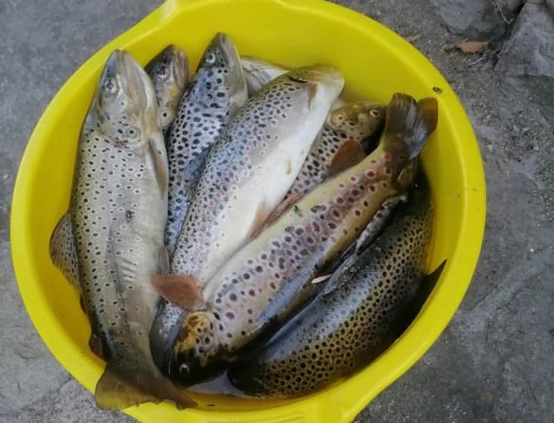 Неработещи помпи са причината за измирането на рибата в река Девинска, сигналът за запенването е подаден 2 часа по-късно