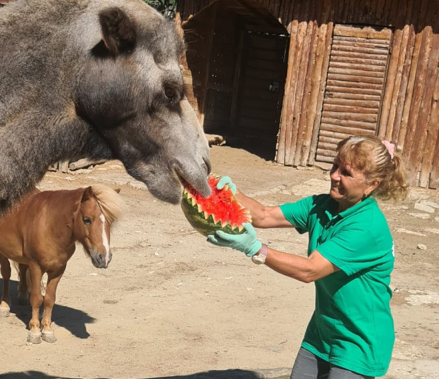 Камилата Леми от Варненския зоопарк отпразнува рожден ден. Бозайникът навършва