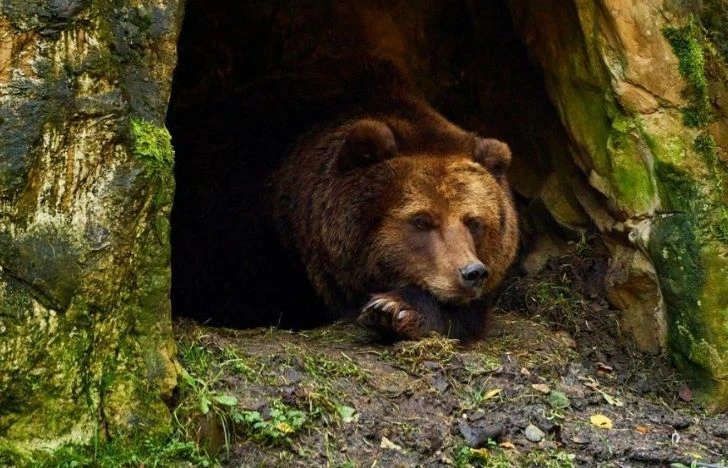 Мечки носят мед в Девин