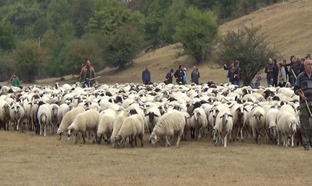 В България отвори врати първата Академия за овчари, като събра