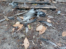 Мистерия: Нещо избива гълъбите във Варна
