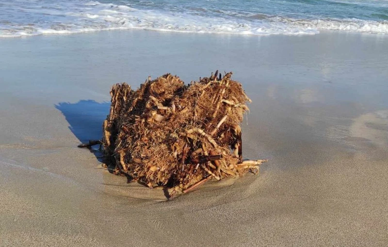 Вижте какво изхвърли морето днес