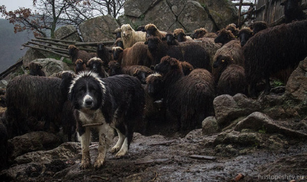 Пъдят последното стадо каракачански овце от с Влахи Стопанинът Сидер