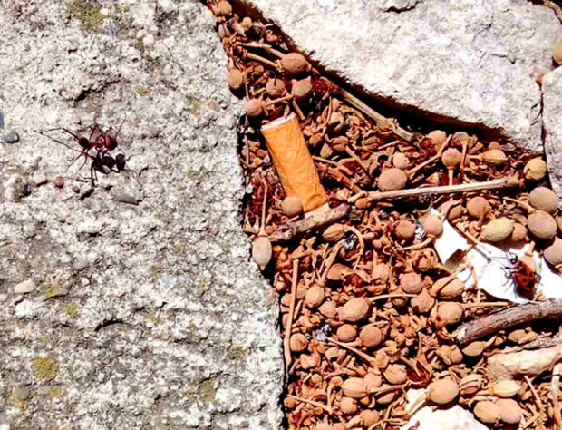 Мравки мутанти се появиха във Варненско Не бяхме виждали толкова