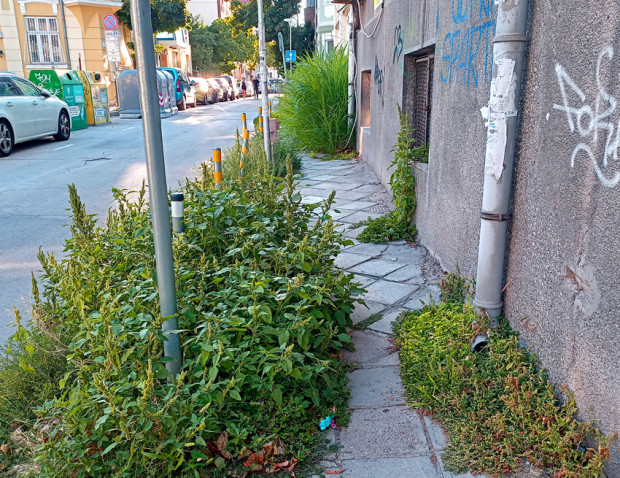 Джунгла израстна в центъра на Варна Растителността е завзела тротоар