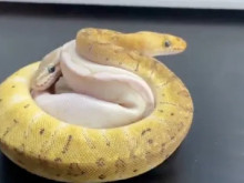 ��� �� ������ �� ���� ������� � 14 ���� � ���������
