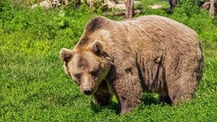 Най-възрастната мечка у нас е на 34 години