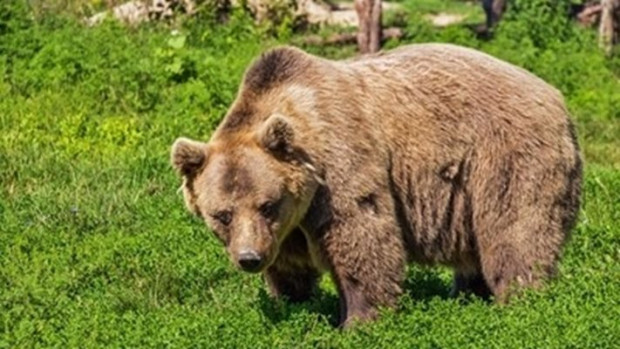 Светла е най-възрастната мечка в България! Стръвницата се намира в Парк