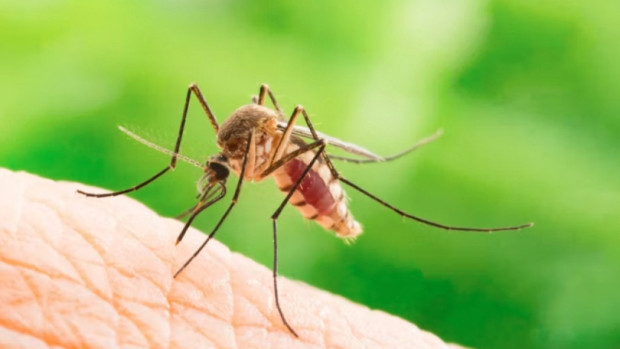 Известни са над 3000 вида комари по света като някои