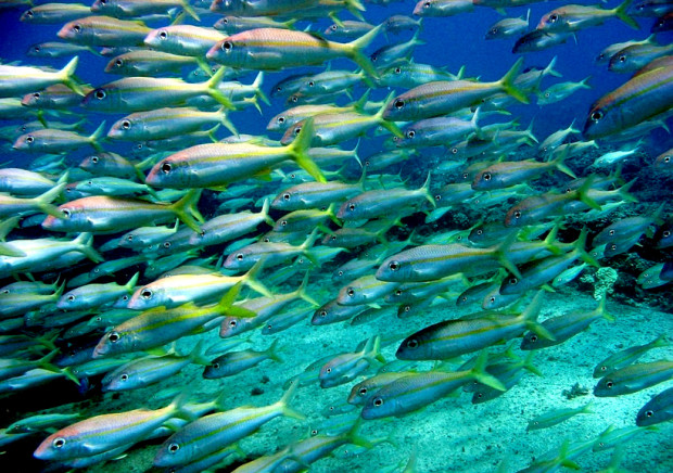 Изпълнителната агенция по рибарство и аквакултури (ИАРА) изследва запасите от