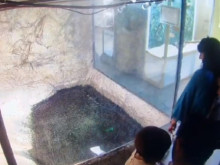 Защо посетители в пловдивски музей се опитаха да нахранят крокодил с мокри кърпи