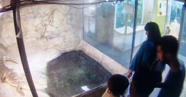 TD Посетителите умишлено са хвърляли мокри кърпички в терариума на крокодила
