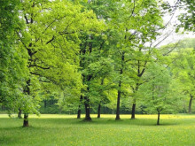 Образователни институции от област Добрич имат възможност за включване в урок "Дърветата в България"