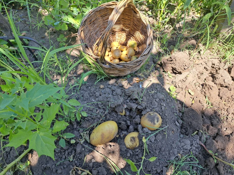 Заради недофинансиране: Родният картоф пред изпитание
