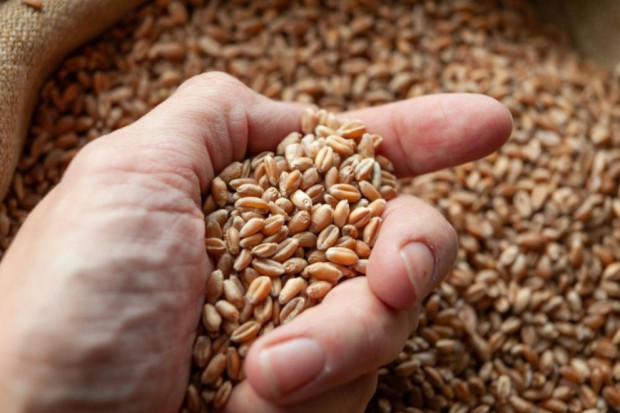 Спад в цените на основните зърнени стоки по световните борсови пазари
