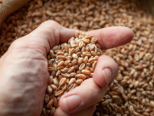 Експерти от Софийската стокова борса: Спад в цените на основните зърнени стоки по световните борсови пазари 