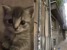 Иновативно в Пловдив: Ето го решението за всички коткофили!