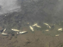 Сигнал за мъртва риба в река Черна вдигна на крак институциите 