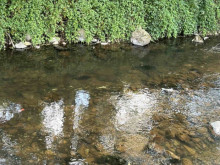 РИОСВ-Смолян е констатирала замърсяване във водите на река Черна