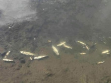 Николай Мелемов, кмет на Смолян: Около 150 кг мъртва риба е извадена от река Черна