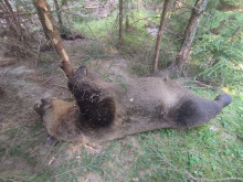 Мъртва мечка е открита в района на Доспат