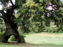 След проверка: Вековните дървета в Русе са в много добро биологично състояние