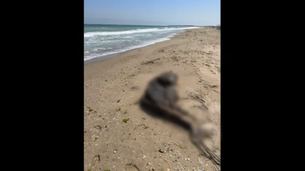 Тялото на още един мъртъв делфин е открито на плаж