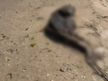 Деца откриха мъртъв делфин на плаж край Варна: Замириса ужасно