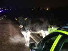 Крава изскочи на пътя посред нощ и пострада в Кърджалийско