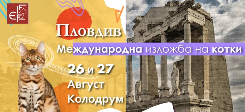 Пловдив домакин на международна изложба на котки
