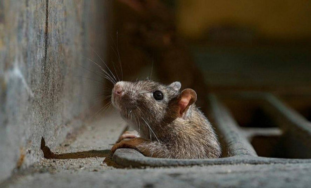 Ордите от мишки и плъхове плъзнали в района на прочутия