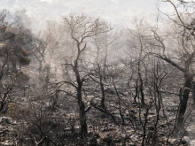 Една трета от горите на Атика са изпепелени в пожари през последните седем години
