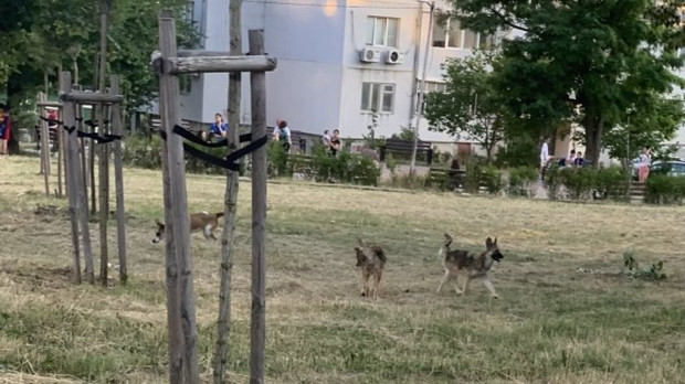 Агресивни кучета тормозят живеещите в квартал Възраждане във Варна За