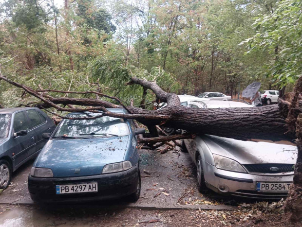 </TD
>Четири автомобила са със сериозни щети, след като голямо дърво