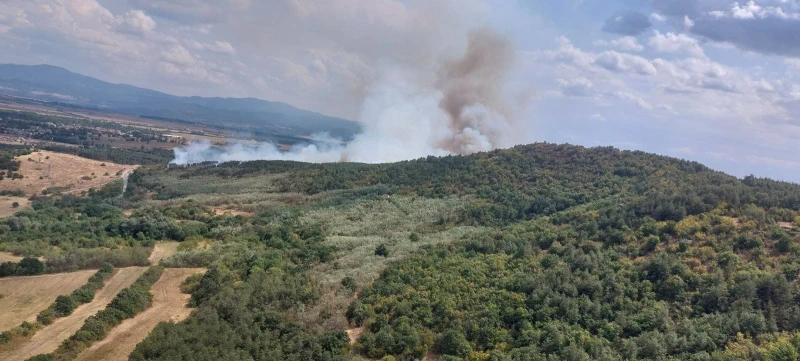 Пожар бушува в борова гора край Хисаря