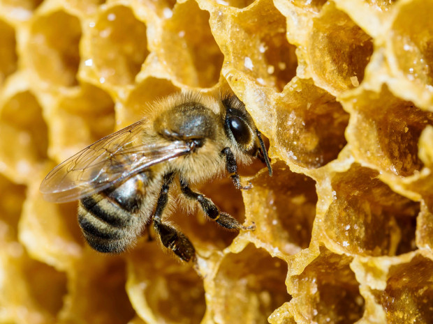 Най-старият мед в света за момента е на повече от