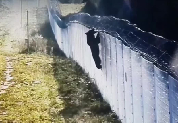 Видео на мечка, която се опитва да прескочи ограда по
