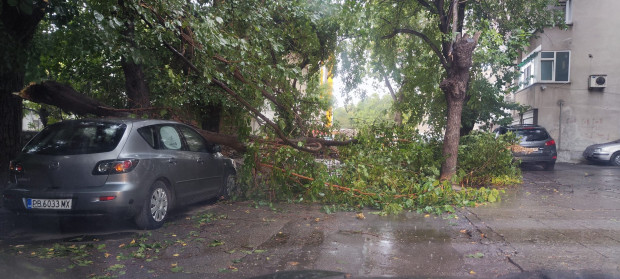 </TD
>Дърво се стовари върху автомобил в Пловдив, разбра Plovdiv24.bg. Инцидентът е станал на